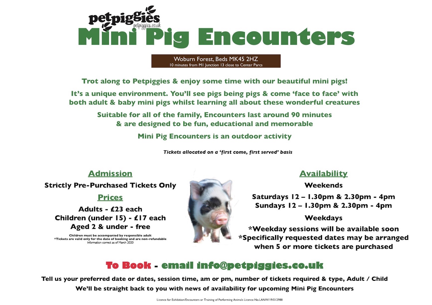 Petpiggies Mini Pig Encounters  | Pet Piggies