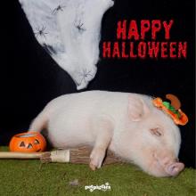 Micro Pig at Halloween