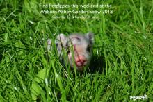 Micro pigs at Woburn Abbey Garden Show