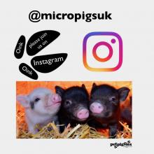 Micro Mini Pigs On Instagram