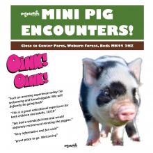  mini-micro-pig-experience-petpiggies-woburn-forest