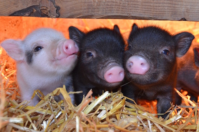 How much do micro pig piglets cost?