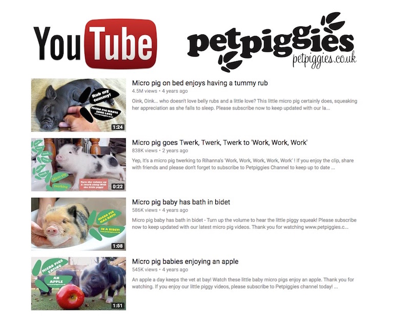 Petpiggies Micro Pigs on YouTube